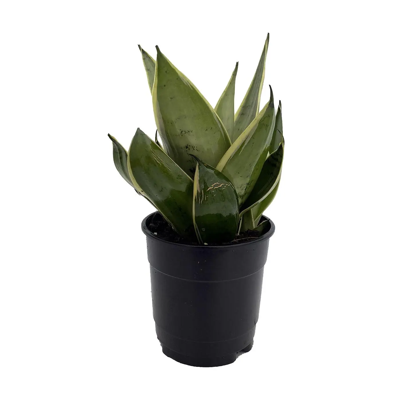 Rare Night Owl Snake Plant - Sanseveria - 2.5" Pot - Collector's Series -  TikTok Shop