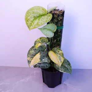 RARE Scindapsus Geulis 4” | Pole Grown Rare Scindapsus | Climbing Houseplant
