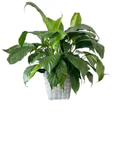 Extra Large Peace Lily