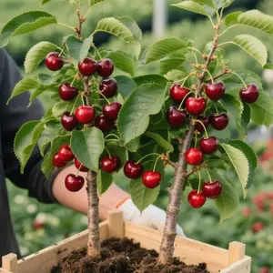 Dwarf Cherry Tree Live Plant | Sweet Fruit | Easy to Grow | Container & Garden Ready