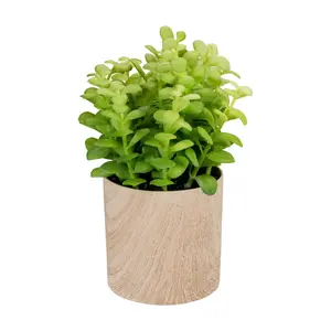 Northlight 10" Artificial Privet Plant in FauxWood Pot