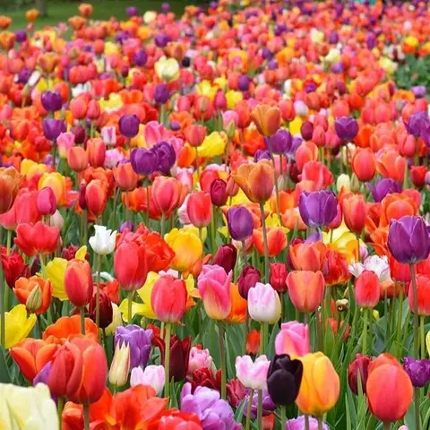 CZ GRAIN Multicolor Fresh Tulip Bulbs for Planting - Full Sun Outdoor Flower Seeds, Home Improvement & Garden Supplies for Beautiful Garden Spaces