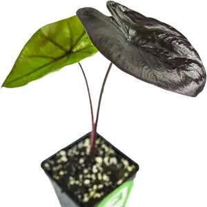 Black Coral Elephant Ear PPAF Live Plant - Colocasia Esculenta - Bulbs for Indoor and Outdoor Planting