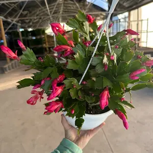 8” Christmas Cactus, live plant, indoor plant