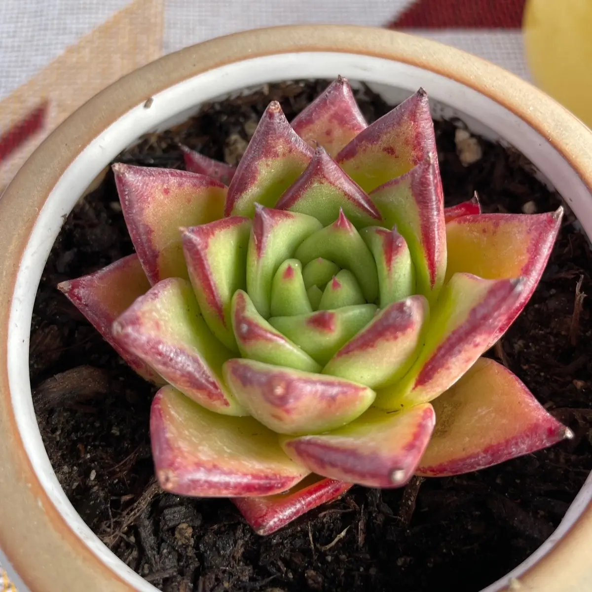 Rare Succulents - Echeveria Agavoides Orange Ebony