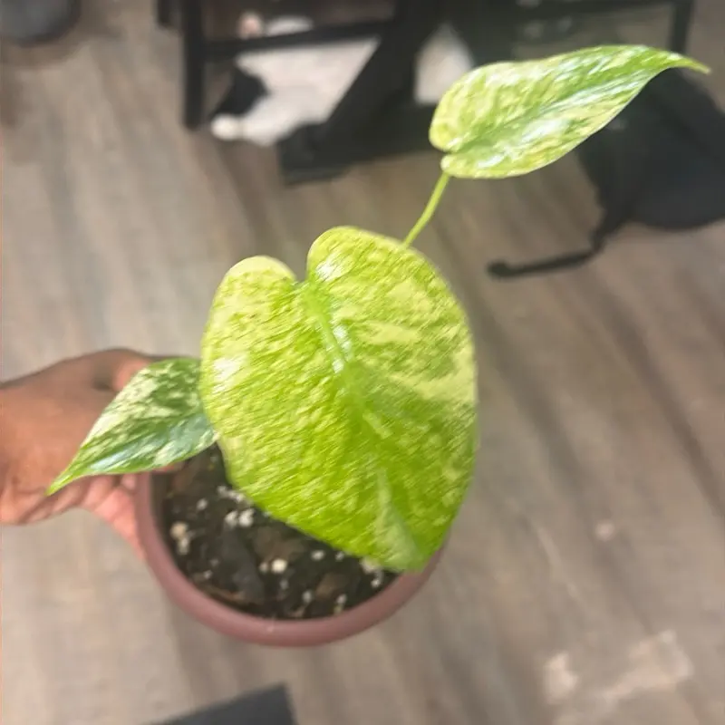 Monstera mint Monstera mint
