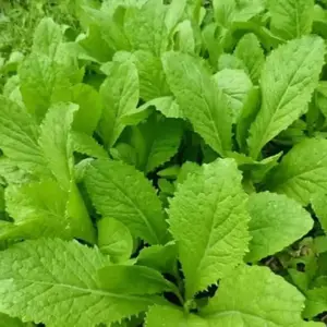 Baby Mustard CAI Xanh Fresh Nutritious Seeds 3 Pack x 1500 Seeds Hardy Drought-Tolerant Low-Maintenance Landscape