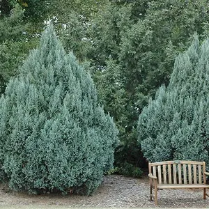 Juniper, Rocky Mountain (50 per bundle)