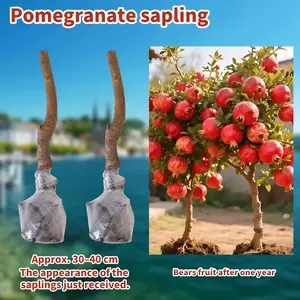 Pomegranate Tree Seedling | Sweet Fruit | Garden Friendly”