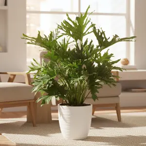 Philodendron ‘Lickety Split'
