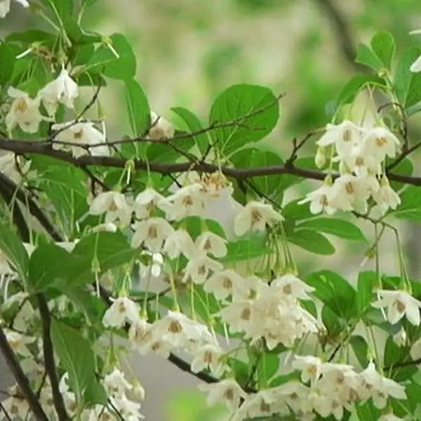 Confederate Jasmine Cascading Vine, Tropical House Plant, Live Indoor Houseplants, Suitable for Outdoor Garden Use- great for trellis’s, pergolas & any climbing structure – fast grower, low maintenance, very fragrant
