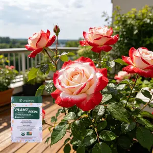 （ML#FF） Vibrant Rose Seeds - Perfect for Planting in Gardens or Containers, Ideal for All Skill Levels