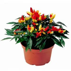 Ornamental Pepper Seeds Hot Pepper Perennial 200 Seeds