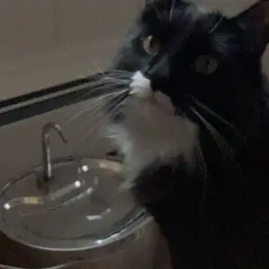 Geoorood 3.2L/108.2oz Cat Water Fountain Dual-Mode 304 Stainless Steel LED Alert 20dB Ultra-Quiet BPA-Free ABS Dishwasher-Safe Pet Life