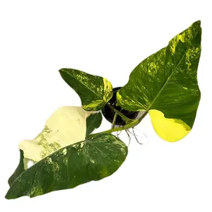 Philodendron domesticum variegated