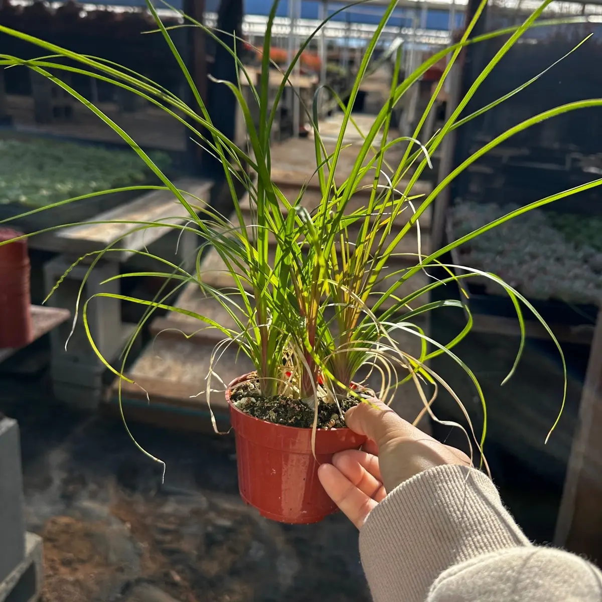 Ponytail palm 4 inch succulent plant Ponytail palm 4 inch succulent plant