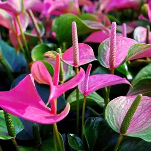 Pink Anthurium Plant Pot, Live Anthurium Plant, 5 to 8 Inches Tall, Anthurium Live Plant for Growing Indoor Outdoor 4 Inc Pot