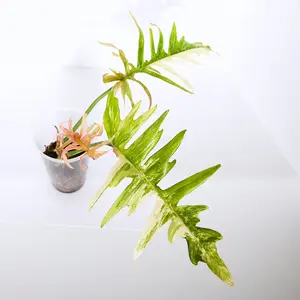 Variegated Florida X Tortum, rare plant, rooted plant