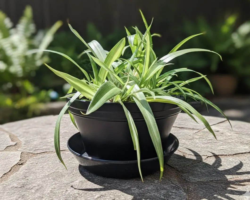 Bowl - 7 inch Pot with Saucer