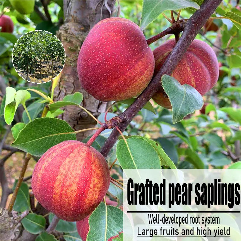 Pear naked root fruit sapling