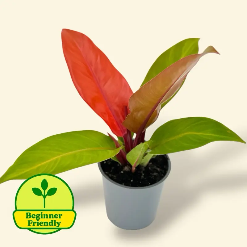 sansevieria black gold Sansevieria Black Gold Extreme [S] | Best Office Desk Plant