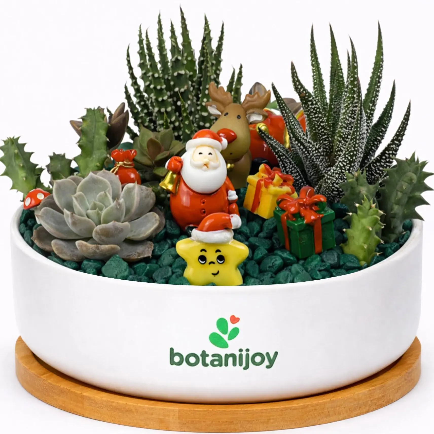 Botanijoy - Santa’s Gift Garden Live Plant Succulent Kit - Indoor Home Decor for Plant Lovers, Garden Supplies