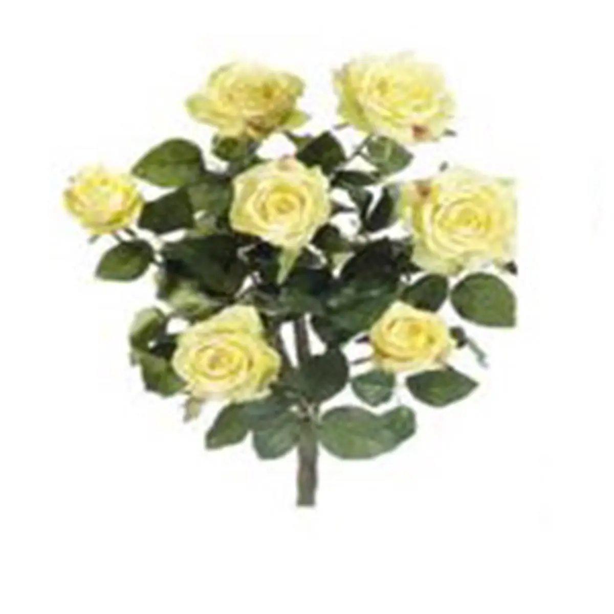 FBR054-YE 21.5 in. Yellow Confetti Rose Bush X7- Case of 6