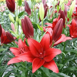 Pretty Lilies Pleasantly Scented Lily Flower Bulbs Live Garden Freshly Dug 1 Pack Seeds Red Colorful Blooms
