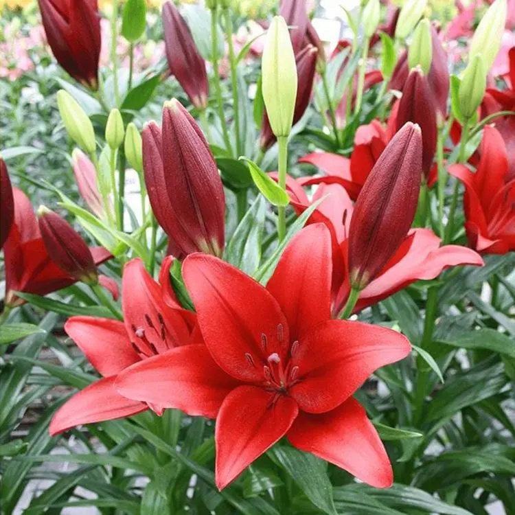 Pretty Lilies Pleasantly Scented Lily Flower Bulbs Live Garden Freshly Dug 1 Pack Seeds Red Colorful Blooms