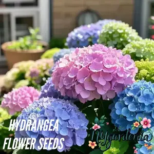 100 Hydrangea Flower Seeds – Non-GMO Mixed Colors – Ideal for Garden Borders, Containers, and Landscape Planting