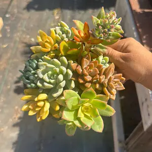 Succulent 6 inch Mixed Arrangement