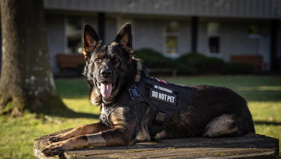 Large Dog Harness And Leash Set Pet German Shepherd Malinois Training Walking Vest Dog Harness And Collar For Medium Large Dogs