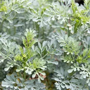 Rue 50+ Seeds (Ruta graveolens) – Organic Perennial Herb – Unique Fragrant Leaves for Gardens & Traditional Herbal Remedies