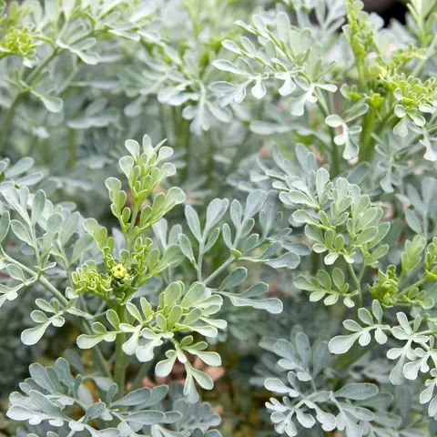Rue 50+ Seeds (Ruta graveolens) – Organic Perennial Herb – Unique Fragrant Leaves for Gardens & Traditional Herbal Remedies