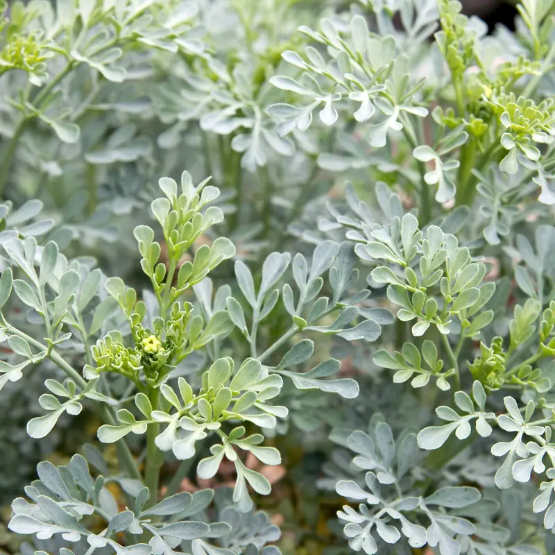 Rue 50+ Seeds (Ruta graveolens) – Organic Perennial Herb – Unique Fragrant Leaves for Gardens & Traditional Herbal Remedies