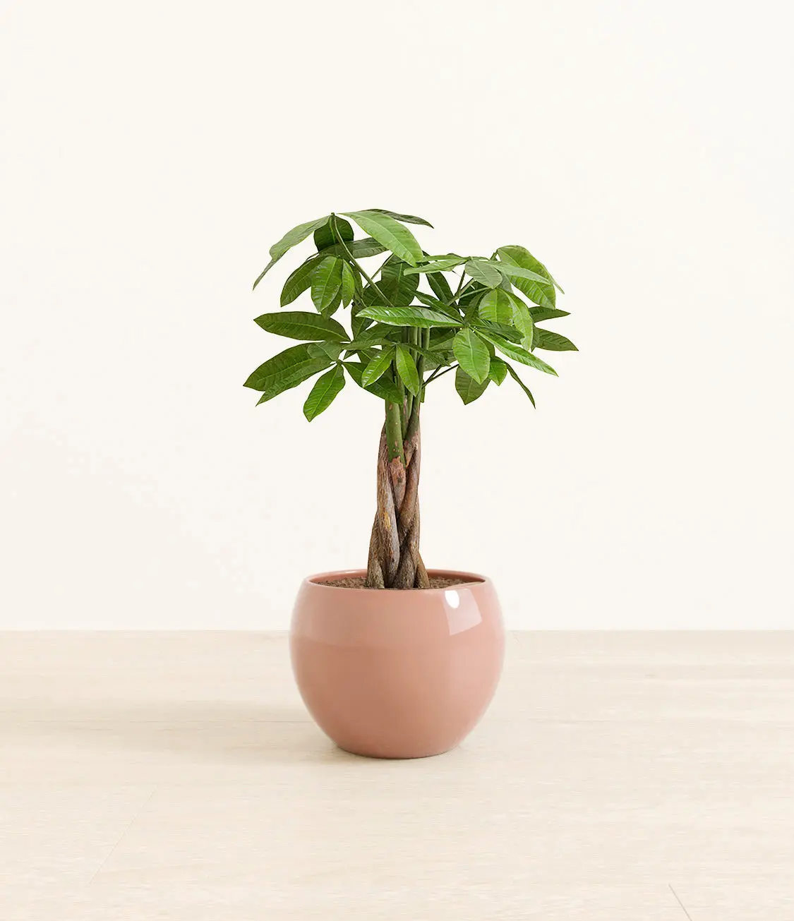 Money Tree