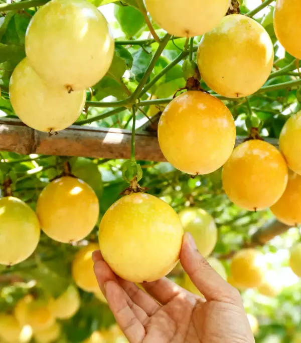Passion Fruit Seeds for Planting Passiflora edulis Seeds Exotic Fruit Seeds Vine Plant Seeds Indoor Outdoor Garden Home Gardening Tropical Fruit Seeds Non-GMO Seeds