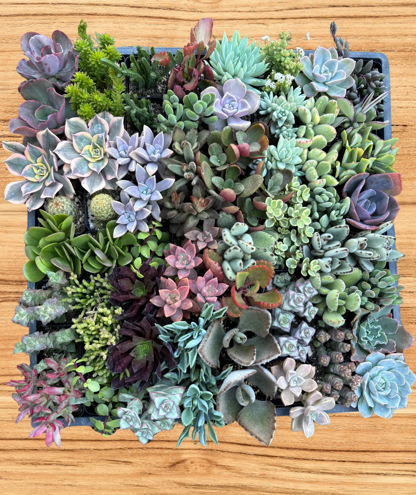64-Live Succulents Plants Mystery Pack - Variety of Well Rooted Plants in 2 Inch Pots - Real, Small, Assorted Houseplants for Indoor, DIY, Home Decor, Wedding, or Birthday Gifts (64 Pack)