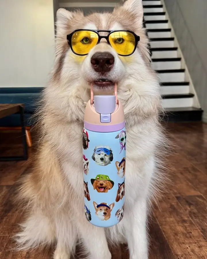 Owala UO Exclusive Dog Collage FreeSip 32 oz Water Bottle, Leak