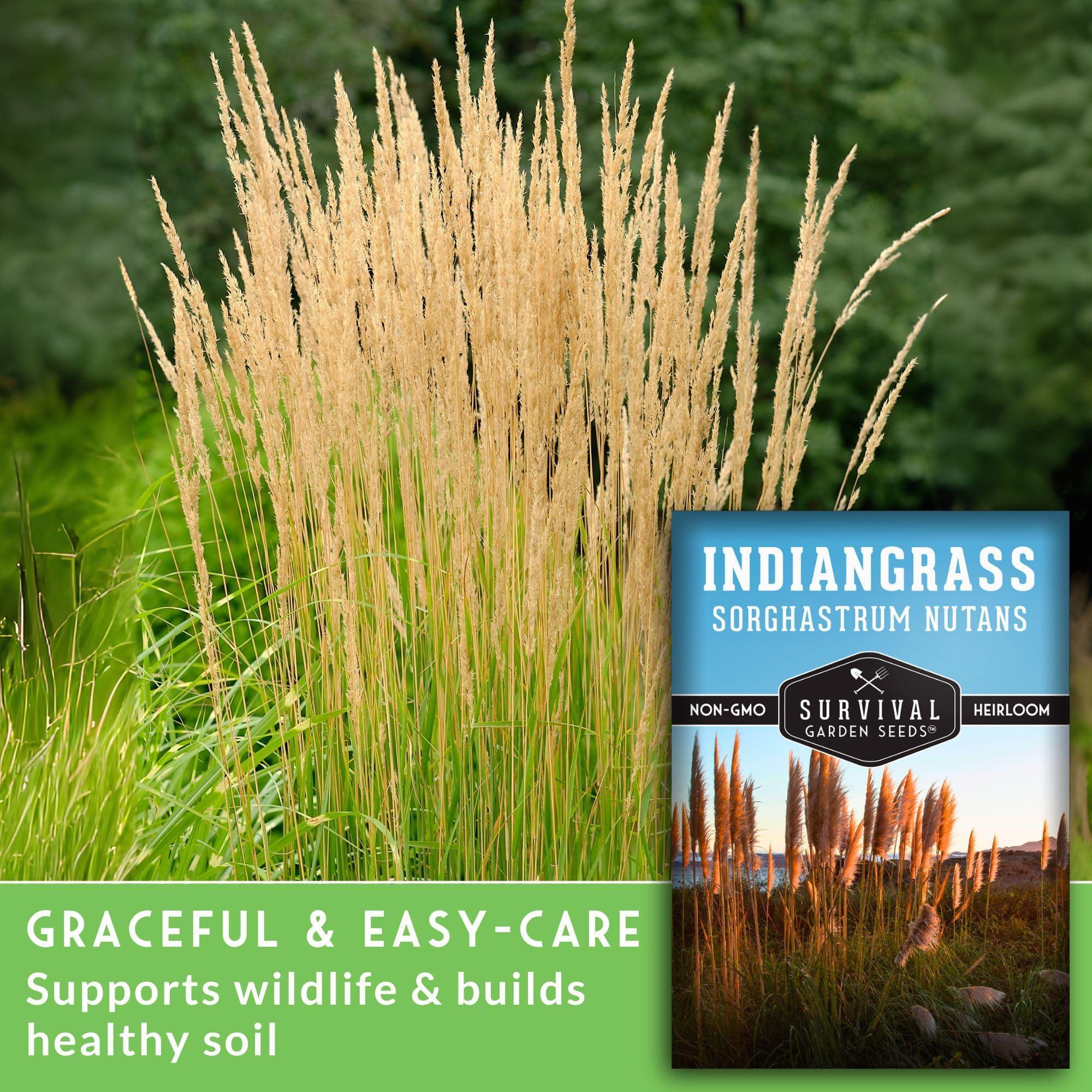 Survival Garden Seeds - Indiangrass Seeds for Planting (Sorghastrum nutans) | Golden Prairie Plant | Drought-Tolerant North American Native Grass - 1 Pack