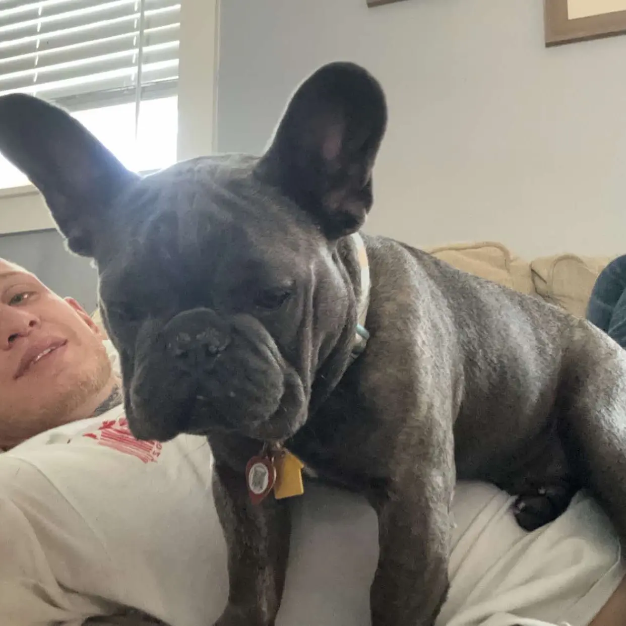 French Bulldog for Adoption - Perfect for Your Family