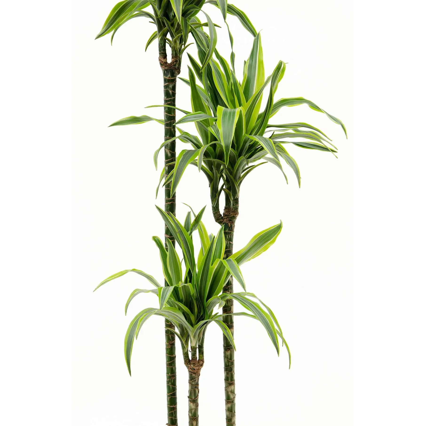 macreme plant hanger Macrame Boho Plant Hanger
