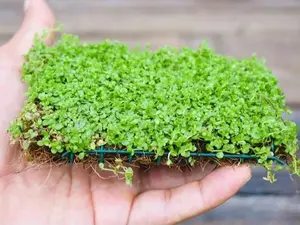 BUY 2 GET 1 FREE Plants on Mats! Monte Carlo (Micranthemum Tweediei) on Weighted Mat-Easy Live Aquarium Pond Aquatic Plant