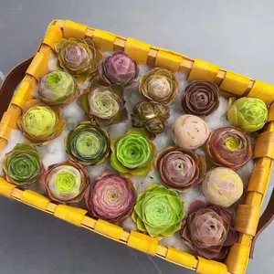 Aeonium Aureum 3/6-Pack Succulent Set – 1 Inch Rare Live Succulents, Easy Care Bare Root Plants, Indoor Plant Decor, Beginner Friendly