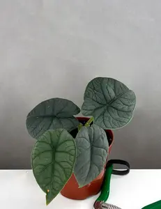 Alocasia Melo | Elephant Ear Plant