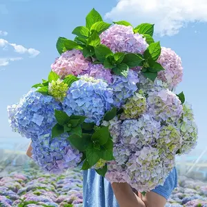 Soft Pink and Blue Hydrangea Seeds – 200+ Seeds per Pack for Stunning Garden Blooms