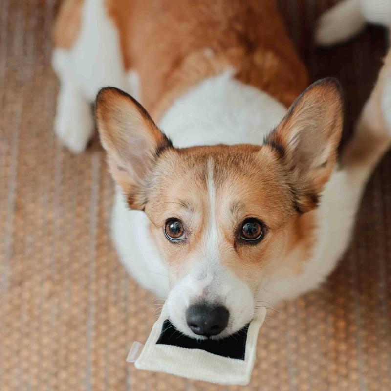 Instant Camera Enrichment Dog Toy