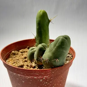 Peen Cactus TBM (LARGE)