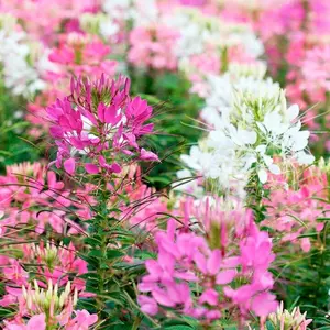 Green River 100 Firework Mix Clome Spider Seeds - Lupine Flower Seed Pack, Premium Heirloom Blooms, Perennial Flower Seeds for Garden Borders, Full Sun & Pollinator Attraction