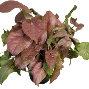 6" Syngonium 'Neon Robusto' Strawberry Creme colored leaves green undertone Plant - Pink Foliage Accented by Shades of Green Houseplant Decorative Plant